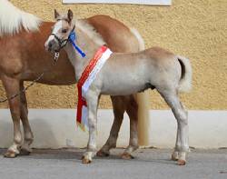 Pferdezucht CANTICO verkauft Landessiegerhengstfohlen OÖ